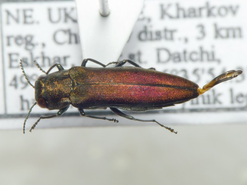 Agrilus sinuatus sinuatus (Olivier, 1790)